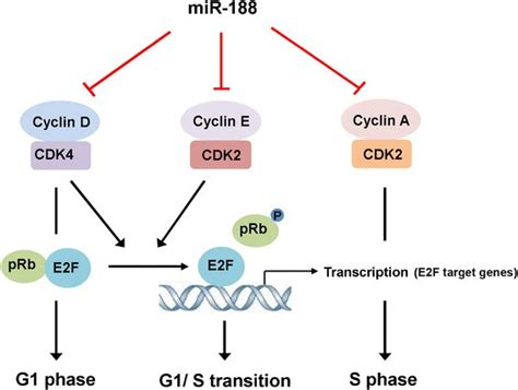 MicroRNA-188 suppresses G1/S transition by targeting ...