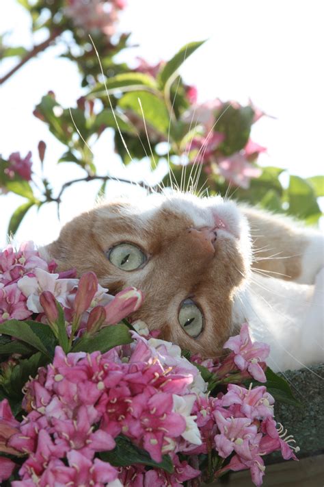 Not all plants are harmful to cats. Waynette Cleveland on | Pretty cats, Cats, Cute animals