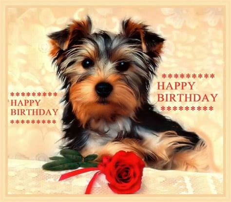 Happy Birthday Images With Yorkies💐 — Free Happy Bday Pictures And