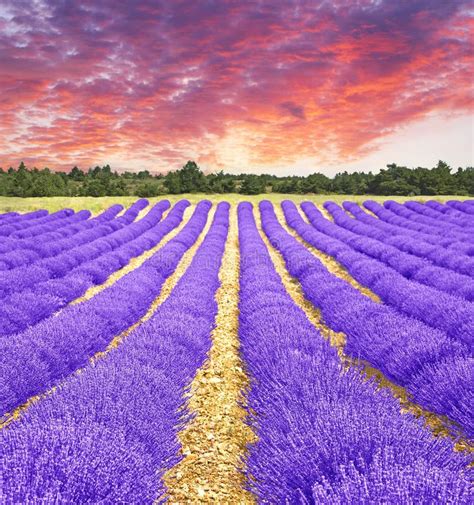 Sunset In A Lavender Field Stock Photo Image Of Harvest 25936270