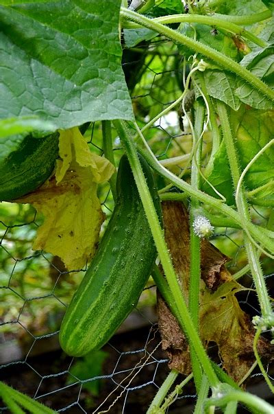 How To Grow Cucumbers Redeem Your Ground