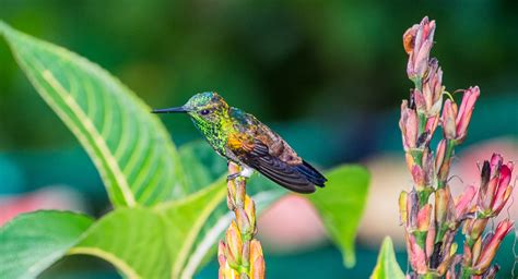 10 Common Birds Found In Trinidad And Tobago Nature Blog Network