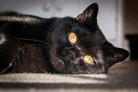 22 Beautiful Black Cat Breeds Readers Digest