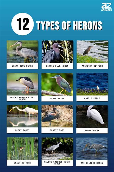 12 Types Of Heron Birds Az Animals