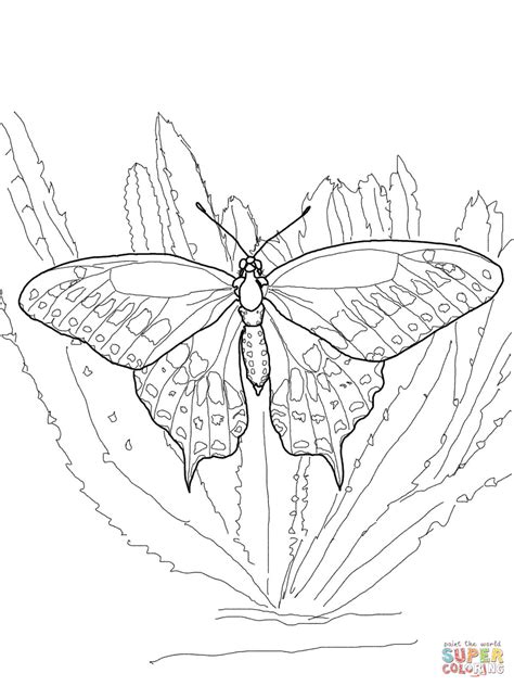 Black Swallowtail Coloring Page Free Printable Coloring Pages