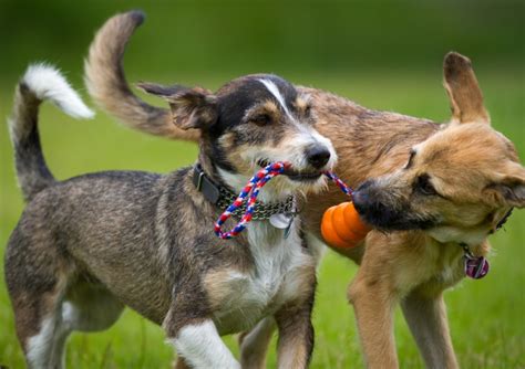 Play Pals Understanding How And Why Our Dogs Play How I Met My Dog