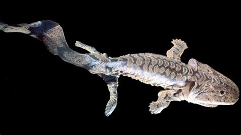 Fossils Fill Evolutionary Gap Between Fish And 4 Legged Beasts