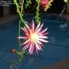 Or rather the realization that cacti are plants under succulents and the difference between them is that people are not. Selenicereus Species, Fishbone Orchid Cactus, Ric Rac ...