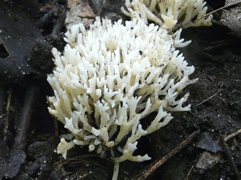 Toronto Wildlife Tooth And Coral Fungi