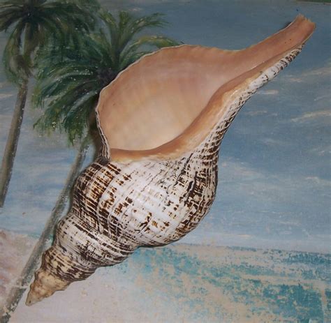 Large 11 12 Florida Beach Found Knobless Horse Conch Seashell W Peach