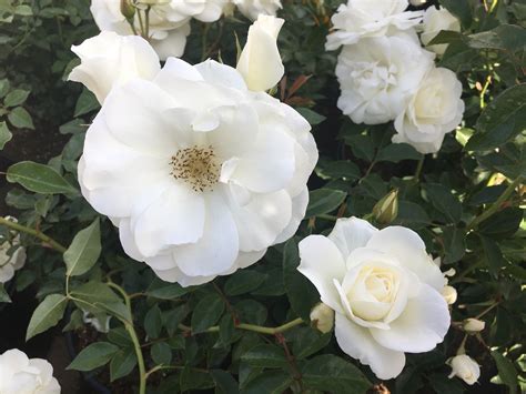 Iceberg Rose For Sale At Paradise Nursery Rosa Iceberg