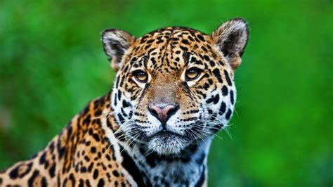Brazil To Clone Wild Animals In Danger Of Extinction