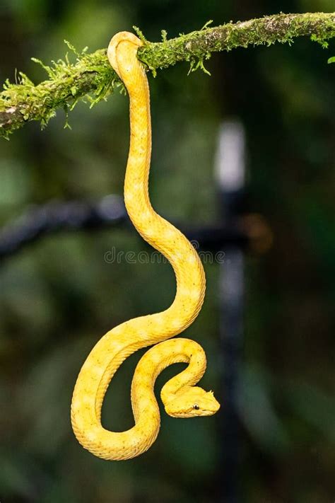 A Strikingly Colored Yellow And White Eyelash Pit Viper Bothriechis