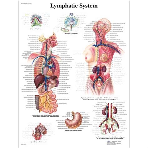 Lymphatic System Chart Lymphatic System Human Anatomy And Physiology