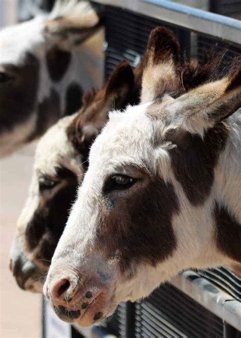 A mini donkey will cost you $3,830 to. 27 Cute Miniature Donkey Facts (Photos, History, Size ...