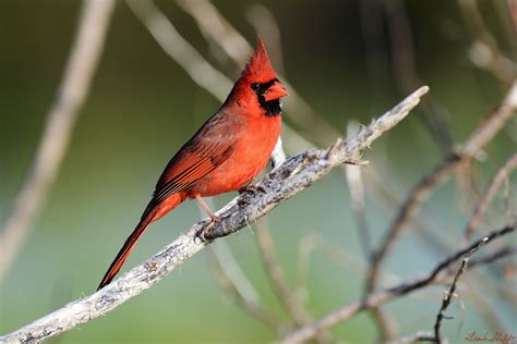 Northern Cardinal Male Cardinalis Cardinalis December 1 Flickr