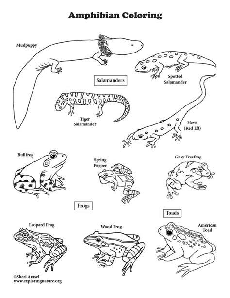 What Is An Amphibian Worksheet