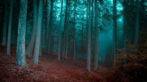 Forest Trees During Blue Hour Forest Mist Morning Trees Hd
