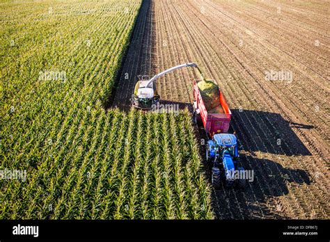 Agriculture Corn Harvest Combine Harvester Works Through A Corn