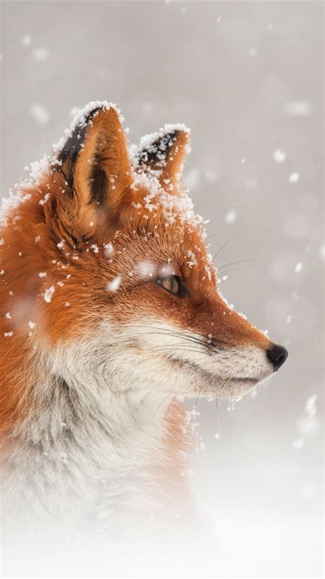 Fuchs Schau Kopf Seitenansicht Schnee 2560x1600 Hd