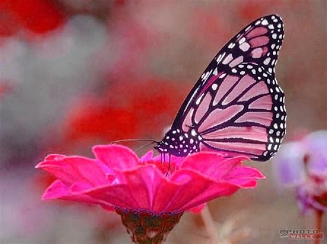 Find the best pink and purple butterfly wallpaper on getwallpapers. Pink Butterfly, Beautiful Pink Butterfly Image, #16936