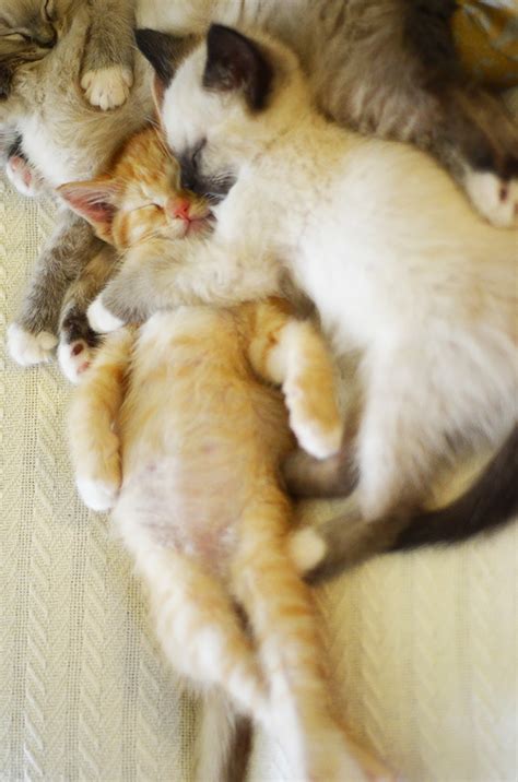 Смешные котята которые еще только учатся спать