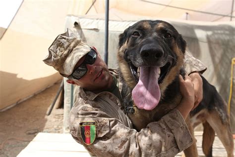 20 Things You Never Knew About Americas War Dogs