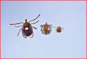 Q Fever can be spread by ticks