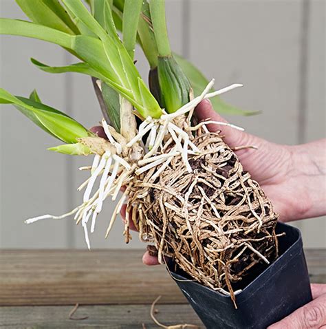 You can reuse the cactus mix after you pot into proper. How to Repot an Orchid | Garden Gate