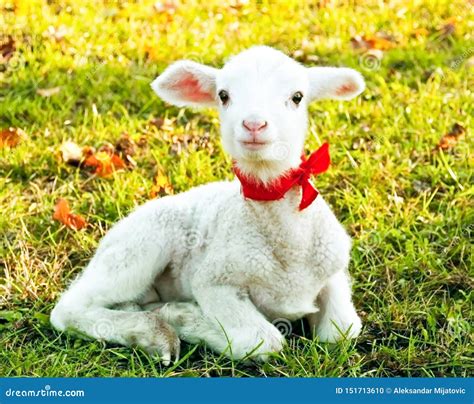 Cute Lamb Stock Photo Image Of Juvenile Born Easter 151713610