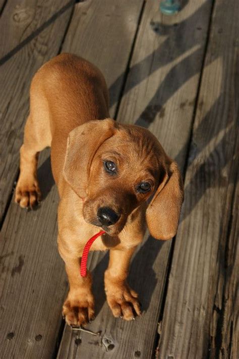 Redbone Coonhound Dog Breed Information Images Characteristics Health