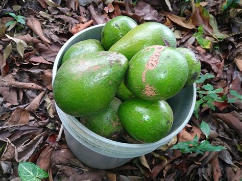 You can usually find a lot of food in the jungle, but you must be happy to eat things you wouldn't normally want to, for example, insects. So how long can you leave guacamole out? (eat, company ...