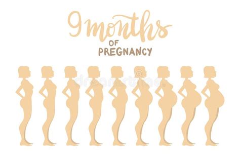 stages of pregnancy month by month belly