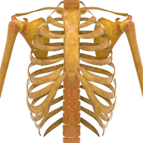 Try to be as accurate as. Human Ribs With Scapula Bones Stock Illustration ...