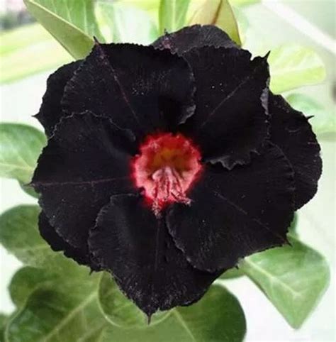 Encontre ofertas imperdíveis no ebay em rosa do deserto sementes e bulbos perenes. Rosa Do Deserto 50 Sementes Pretas - Adenium Duplas Tripla ...