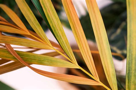 The Causes Of Yellow Palm Leaves And How To Fix The Problem