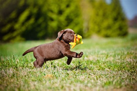 Basically, puppy food is considered to be the food that is given to puppies during the stage in which they are weaning from the mother's milk and are just beginning to eat on their own. Interesting Facts About Chocolate Lab You Probably Didn't ...