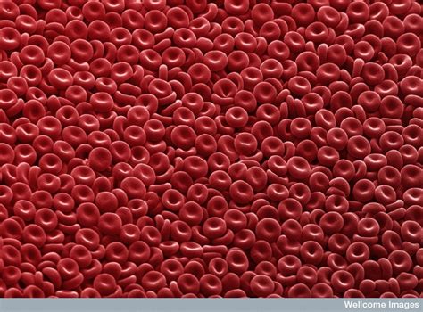 Red Blood Cells Photo Biconcave Disc Shape Internet Photos