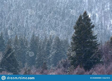 Snow Falling In Forest On Pine Trees In Mountains Wintertime Stock