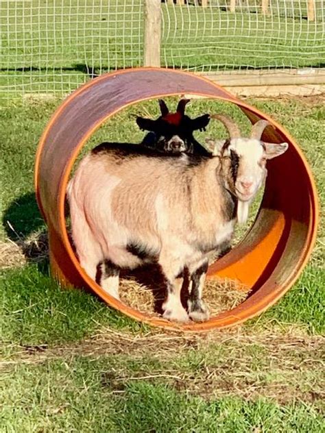 Godstone Farm Our Goats Love To Play Godstonefarm Facebook