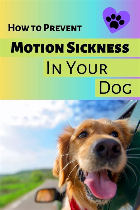 Motion Sickness In Dogs Sick Dog Car Sick Dog Dog Wellness