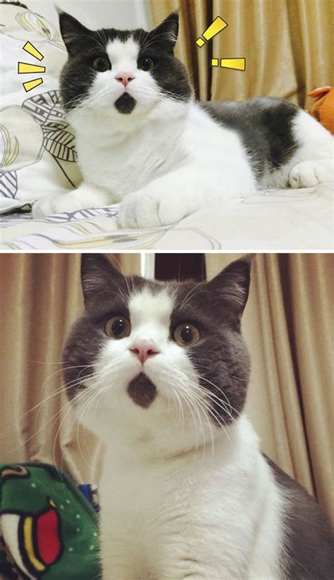 Amazing Cats That Have Crazy Fur Markings