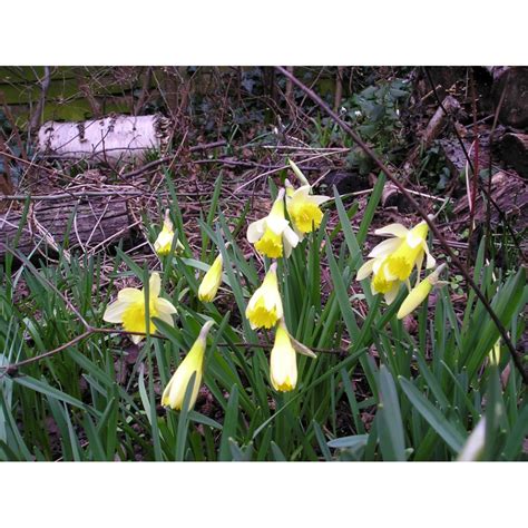 Wild Daffodil Bulbs Narcissus Lobularis From Wildflowers Uk