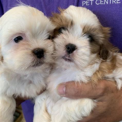 Shih Tzus In Barrie Ontario Doogans Pet Centre