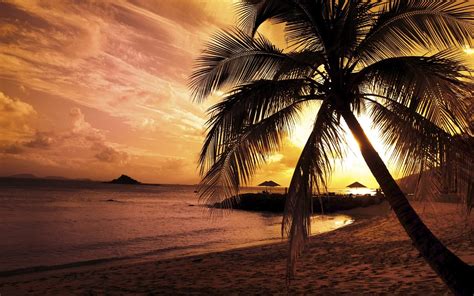 Sunset Palm Trees Wallpaper Wallpapersafari