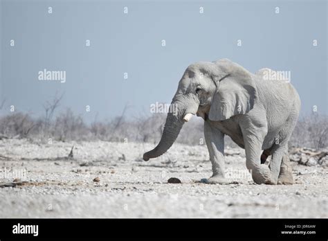 Large Bull Elephant In Namibia Stock Photo Alamy