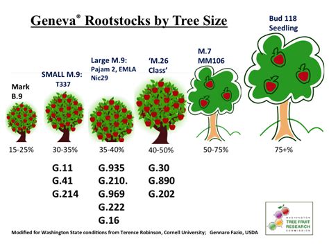 Dwarf trees stay about 8 to 10 feet tall and are perfect for small yards. Rootstocks | WSU Tree Fruit | Washington State University