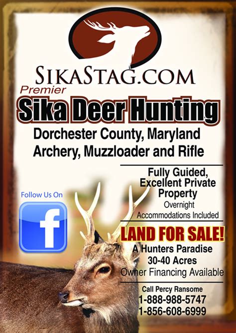 Sika Stag Deer Hunting