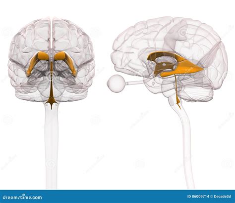 Ventricles Of Brain Anatomy Stock Illustration Illustration Of Health