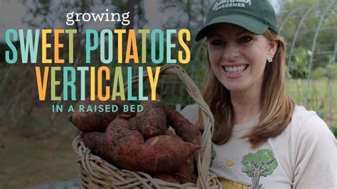Growing Sweet Potatoes Up A Trellis Harvest Youtube